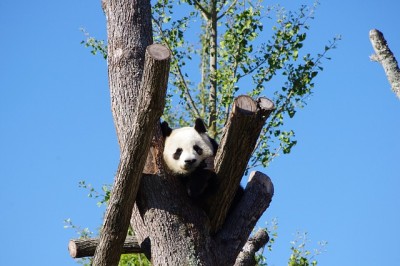 panda-642767_640