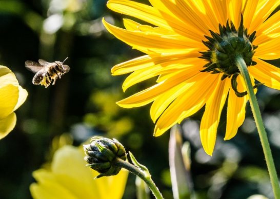 bee-in-the-approach-209145_640